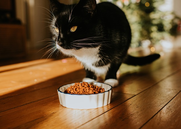 Gato preto e branco comendo ração.