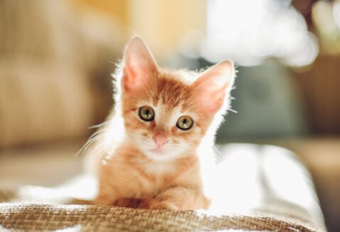 Gato autista: será que realmente existe? Confira!