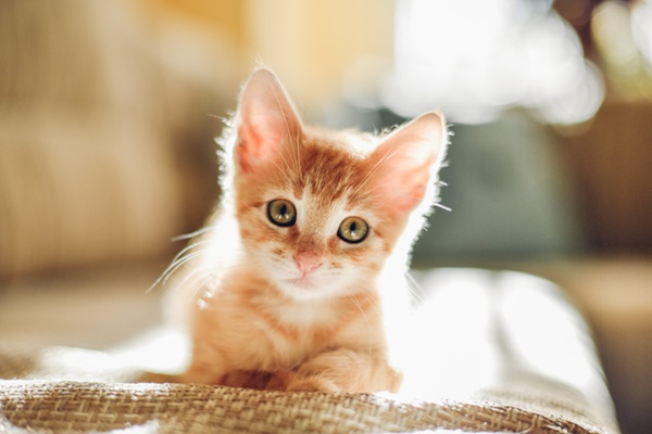 Gato autista: será que realmente existe? Confira!