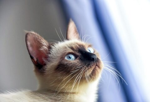 PIF, FeLV e FIV: conheça as doenças infectocontagiosas em gatos