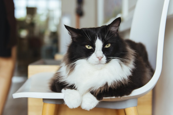 Gato preto e branco deitado. 