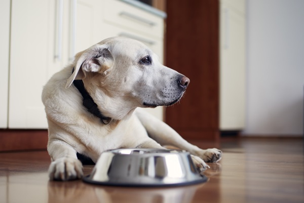 Três formas de evitar pulgas e carrapatos em cães