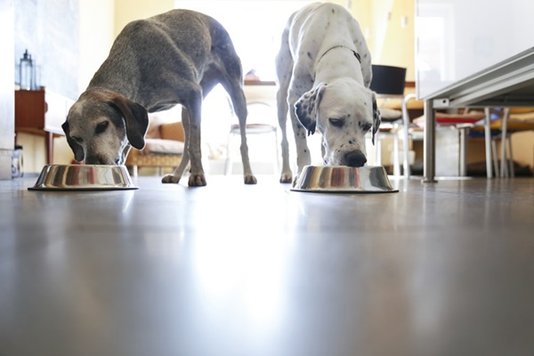 Cachorros idosos comendo ração.
