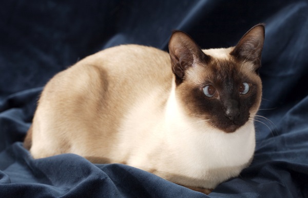 gato Siamês estrábico.