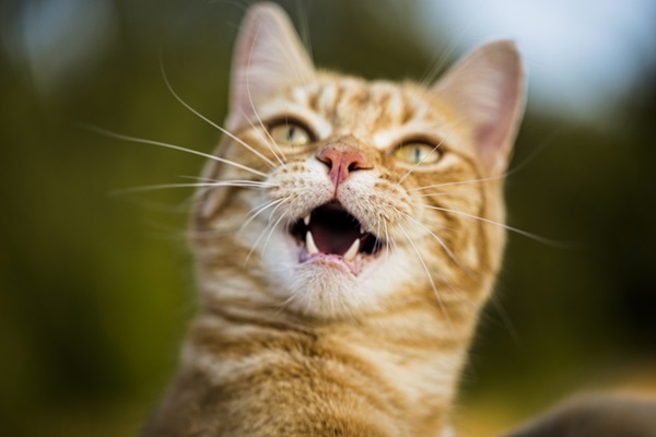 Gengivite em gatos: sintomas, causas e tratamentos eficazes