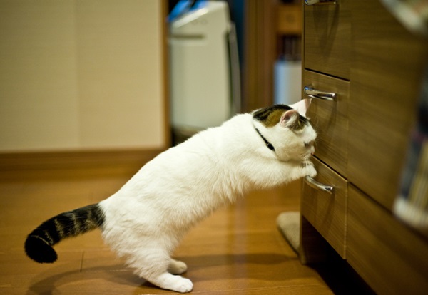 Gato rebaixado.