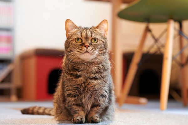 Gato anão.