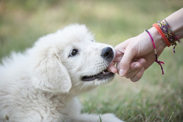 Cachorro pode tomar ch de camomila Veja aqui Petlove