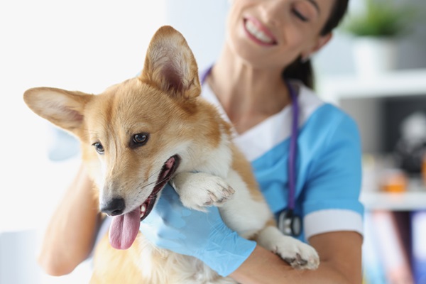 dentista para cachorro.