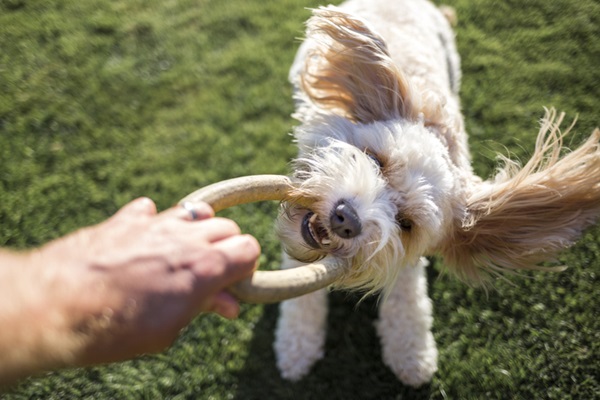 Cachorro brincando. 