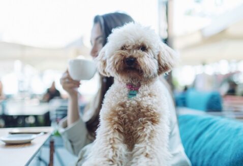 Cachorro pode comer bacalhau? Conheça os cuidados na hora de oferecer