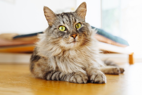 Gato peludo: conheça 10 raças com pelagem longa