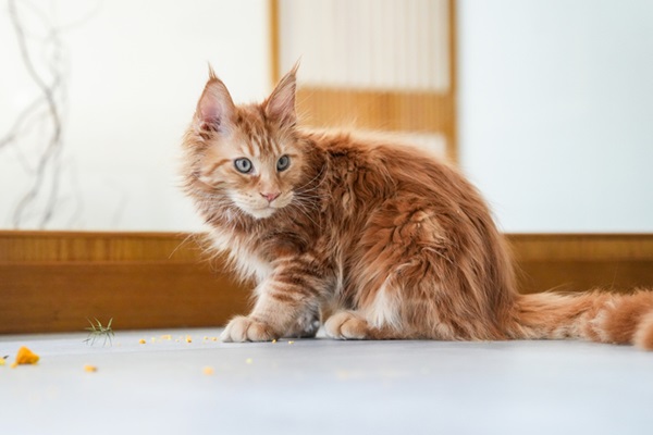 Gato peludo Maine Coon filhote.