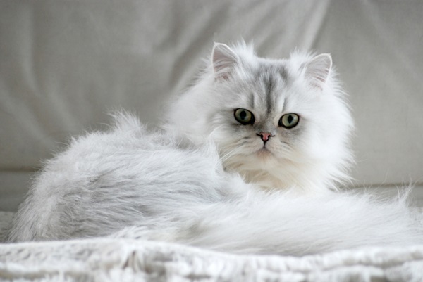  Gato peludo Persa.