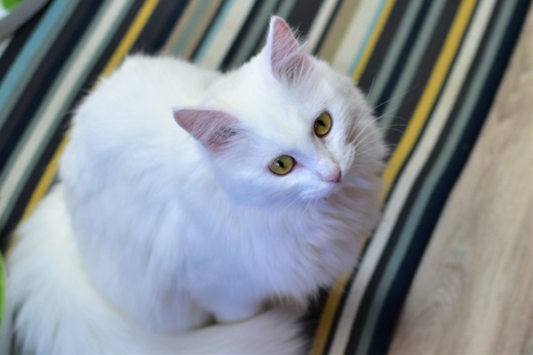 Gato peludo Angorá Turco.
