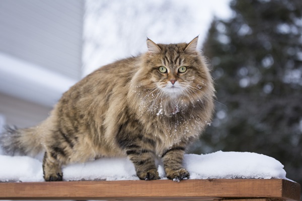Gato peludo Siberiano.