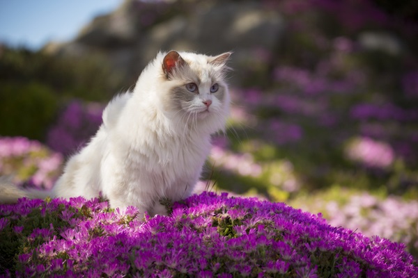 Gato peludo Ragdoll.