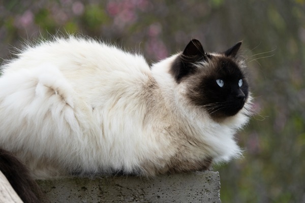 Gato peludo Himalaio.