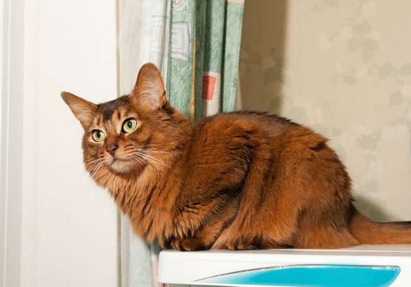 Gato peludo Somali.