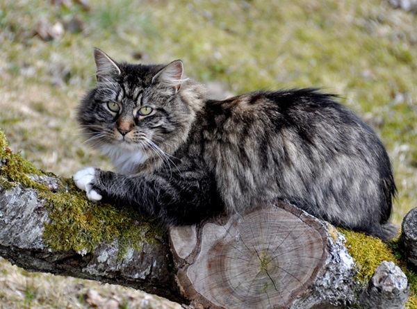 Gato peludo Norueguês da Floresta. 