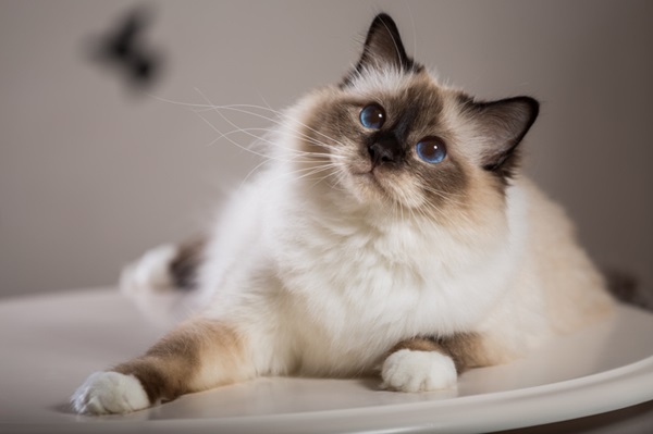 Gato peludo Sagrado da Birmânia. 