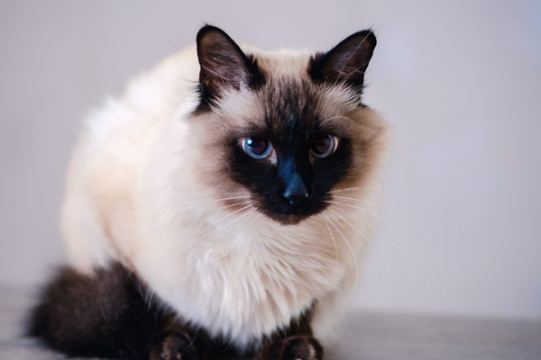 Antibiótico para gato: o que você precisa saber para cuidar do seu felino