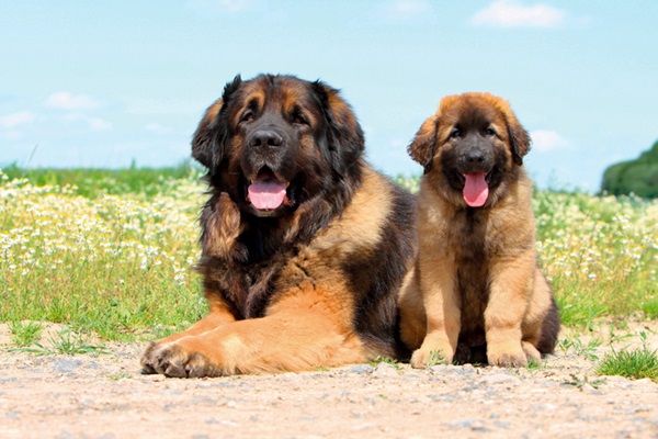 Leonberger filhote com Leonberger adulto.