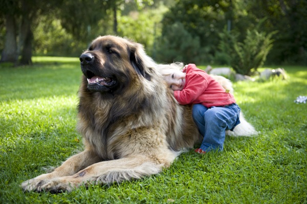 Leonberger com criança.