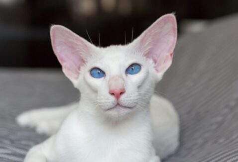 Gato orelhudo: conheça o Oriental Shorthair!