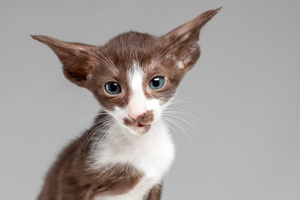 Oriental Shorthair: gato orelhudo filhote. 