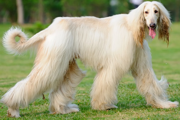 Afghan hound.