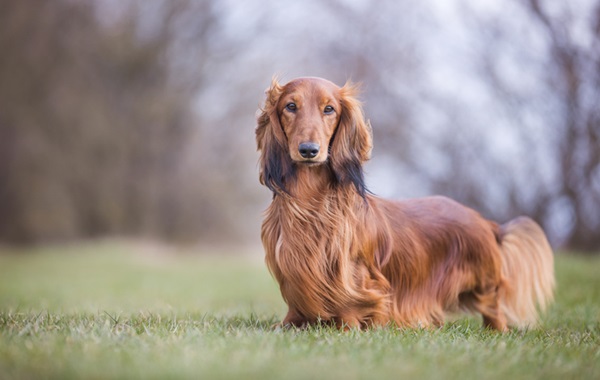 Dachshund de pelo longo.
