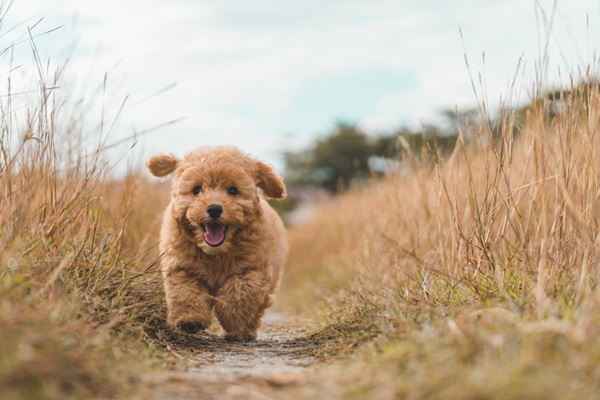 Poodle Toy