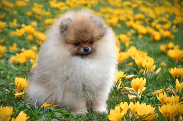 Lulu da Pomerânia