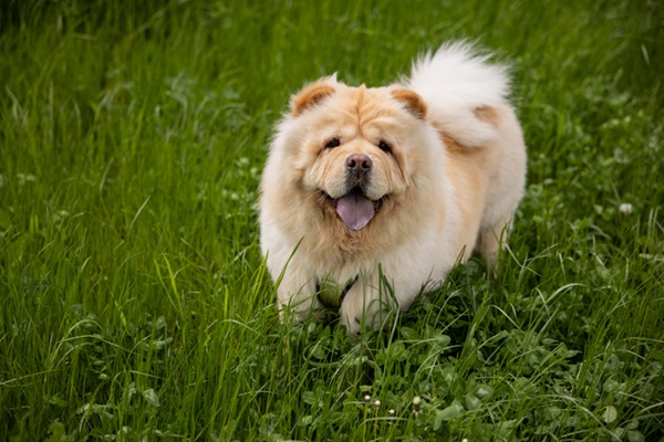 Chow Chow.
