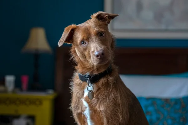 Cachorro vira-lata: temperamento, saúde e cuidados do SRD