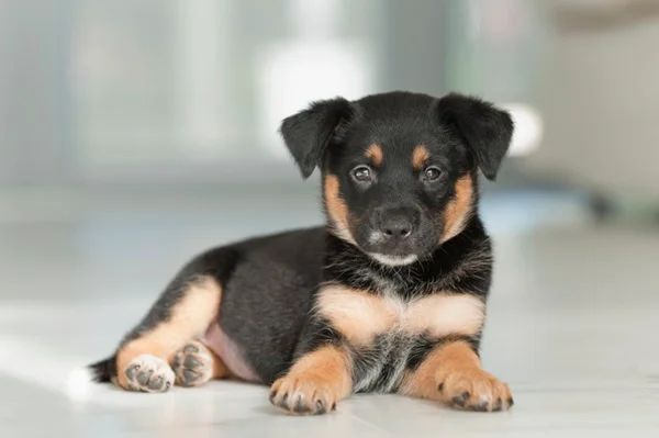 Filhote de cachorro vira-lata