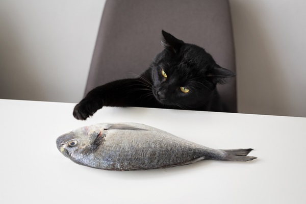 Gato vendo peixe na mesa.