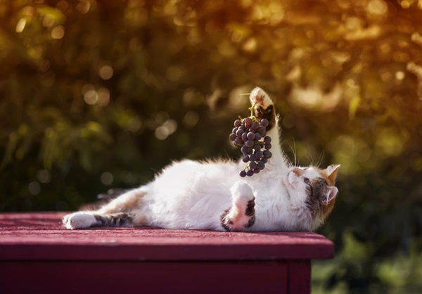 Gato brincando com uva.