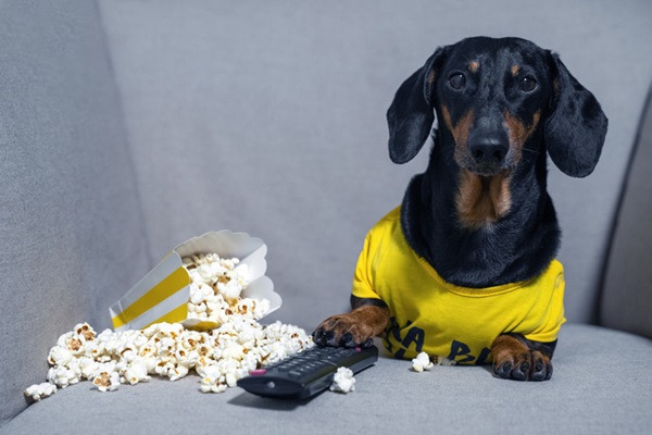15 filmes de cachorro para assistir com o seu pet