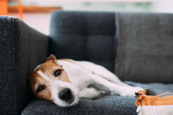 Cachorro triste no sofá.