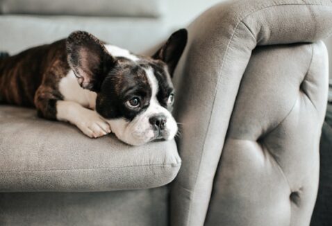 Cachorro com gases: como resolver e evitar o desconforto no seu pet