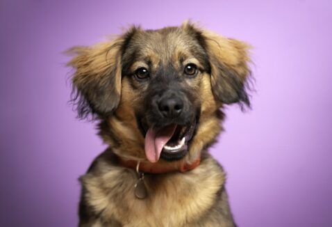Cachorro vira-lata: conheça mais sobre esse querido pet