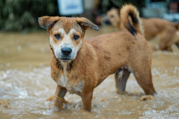 Enchente do RS: saiba como ajudar os animais resgatados