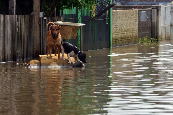 Animais na enchente. 