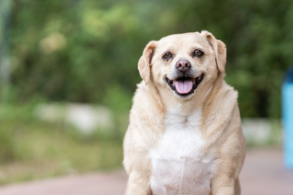 Cachorro gordo.