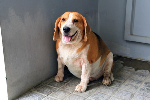 Cachorro obeso.
