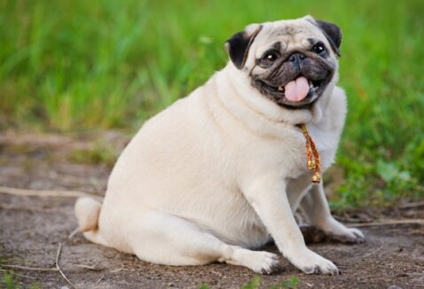 Cachorro obeso: entenda a condição, como evitar e o tratamento