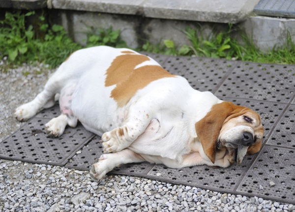 Basset obeso.