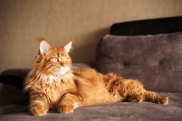 Gato maio amarelo